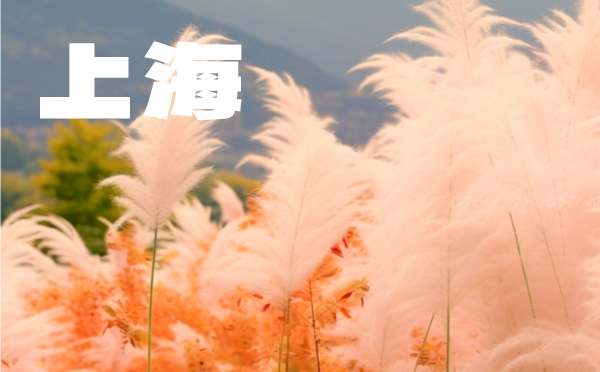 2022年上海高考分數線