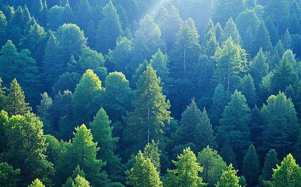 林業工程中級工程師職稱評定條件