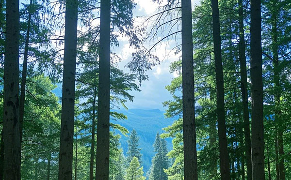 雄安林業中級工程師職稱評定條件