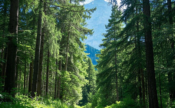 唐山林業中級工程師職稱評定條件