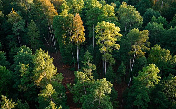 衡水林業中級工程師職稱評定條件
