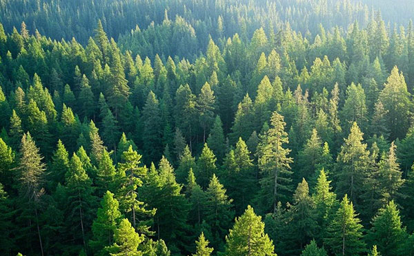 滄州林業中級工程師職稱評定條件