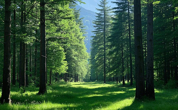 承德林業中級工程師職稱評定條件